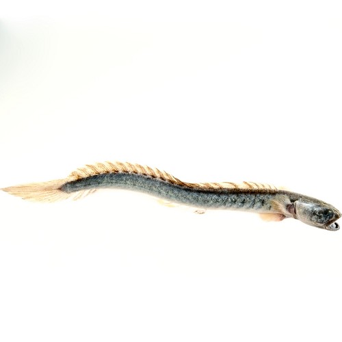 Gobioides broussonetti  Drakenkopgoby M
